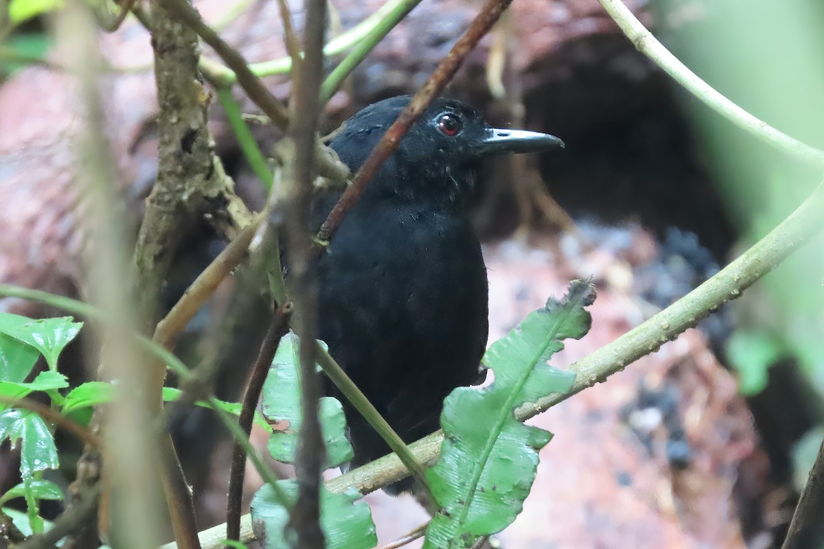 Stub-tailed Antbird - ML479074361