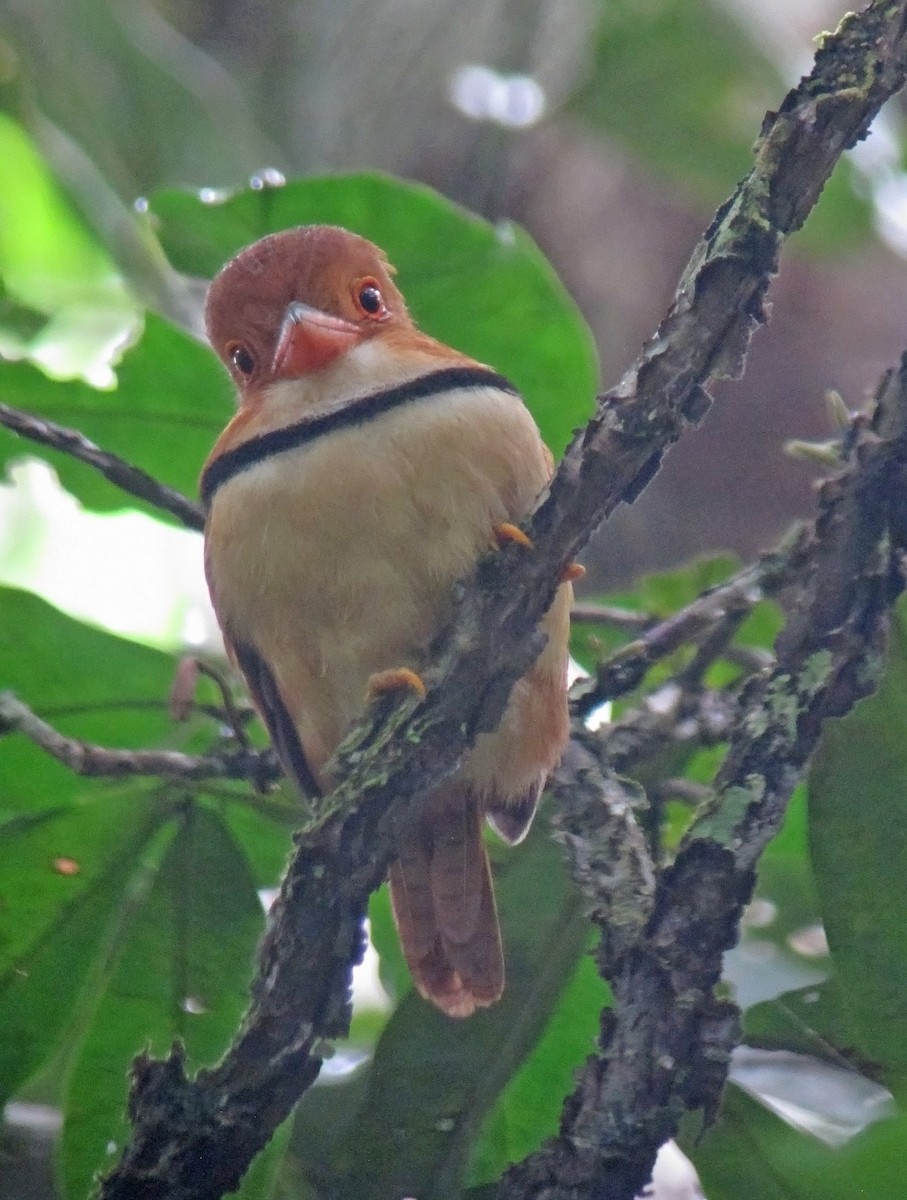 Collared Puffbird - ML479074761