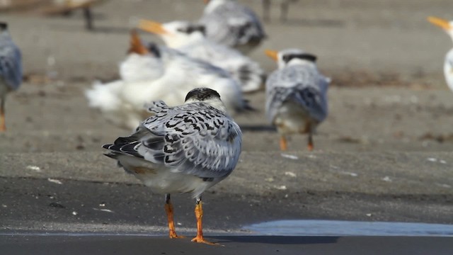 Royal Tern - ML479075