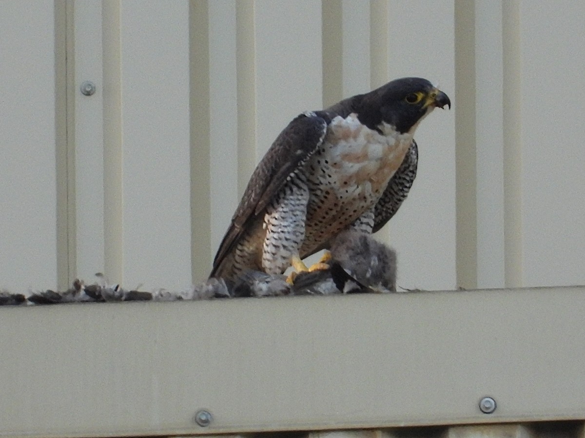 Peregrine Falcon - ML479075241