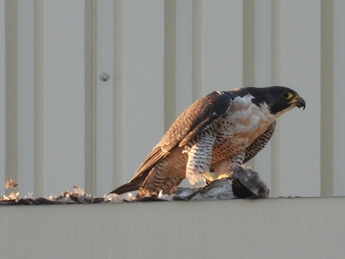 Peregrine Falcon - ML479075281