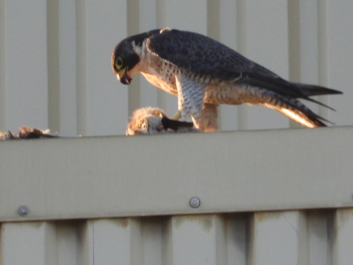 Peregrine Falcon - ML479075351