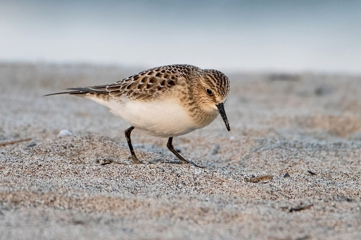 Baird's Sandpiper - Sue Barth