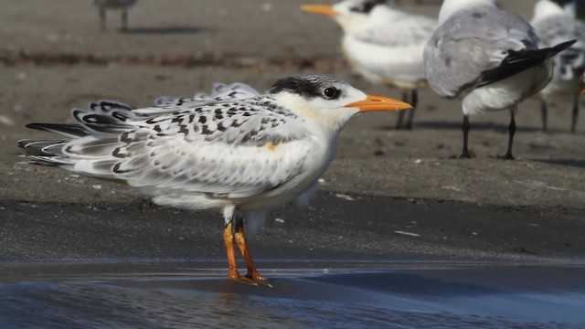 Royal Tern - ML479076