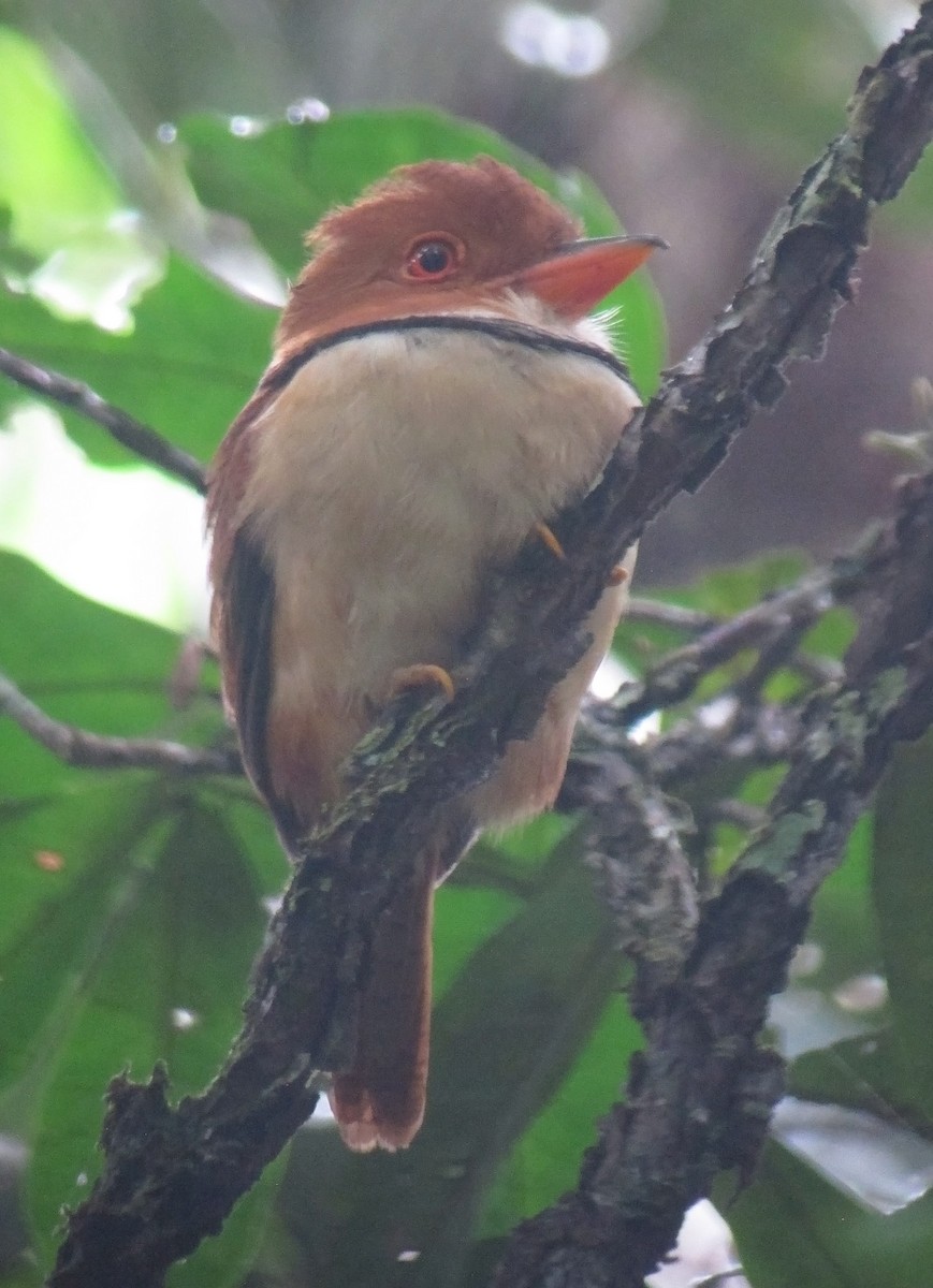 Collared Puffbird - ML479076161