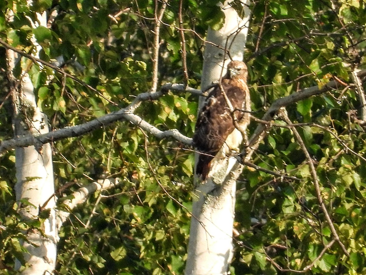 Rotschwanzbussard - ML479076731