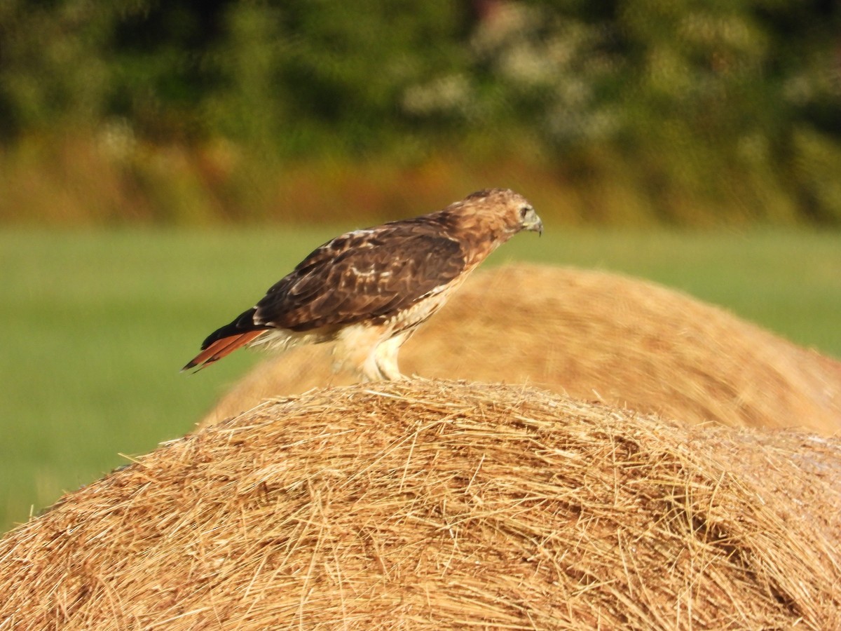 Rotschwanzbussard - ML479076751