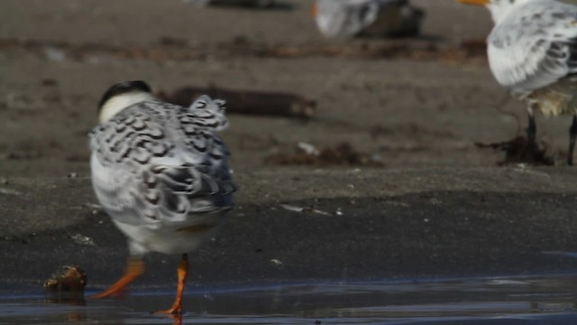 Royal Tern - ML479077