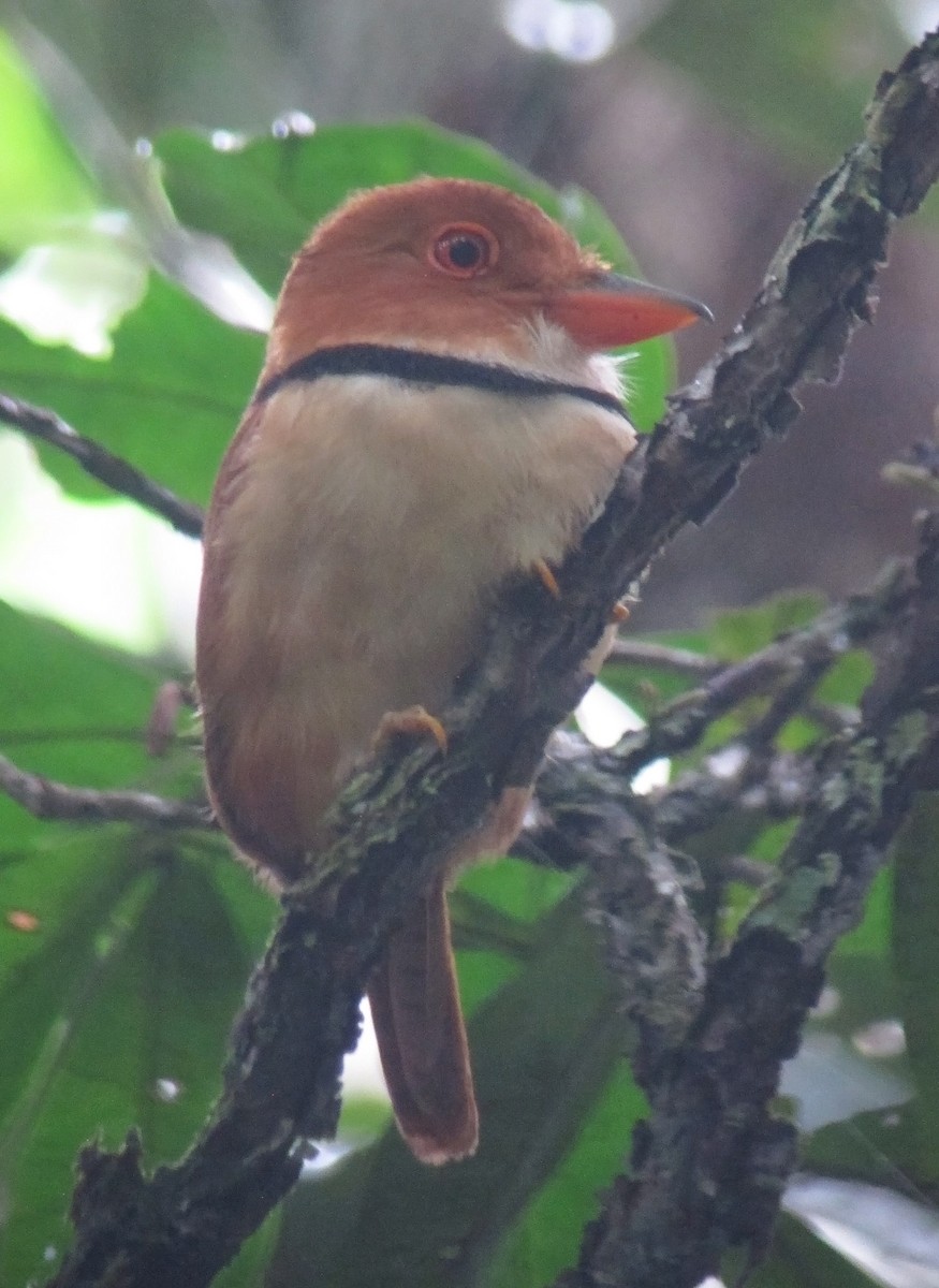 Collared Puffbird - ML479077411