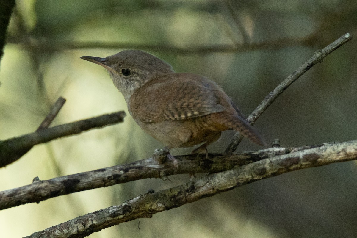 Northern House Wren - ML479077681