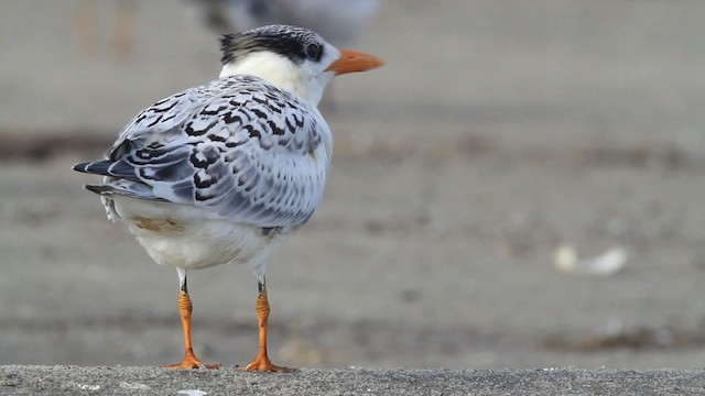 Royal Tern - ML479078