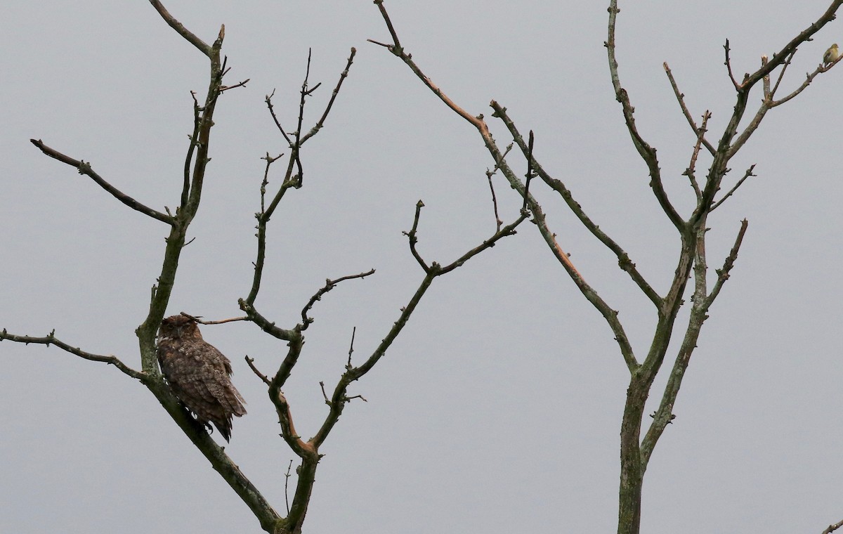 Great Horned Owl - ML479078021