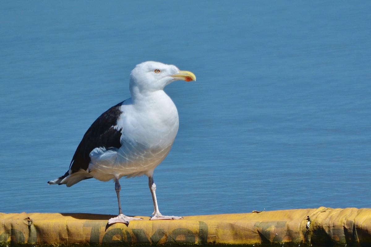 Great Black-backed Gull - ML479078181