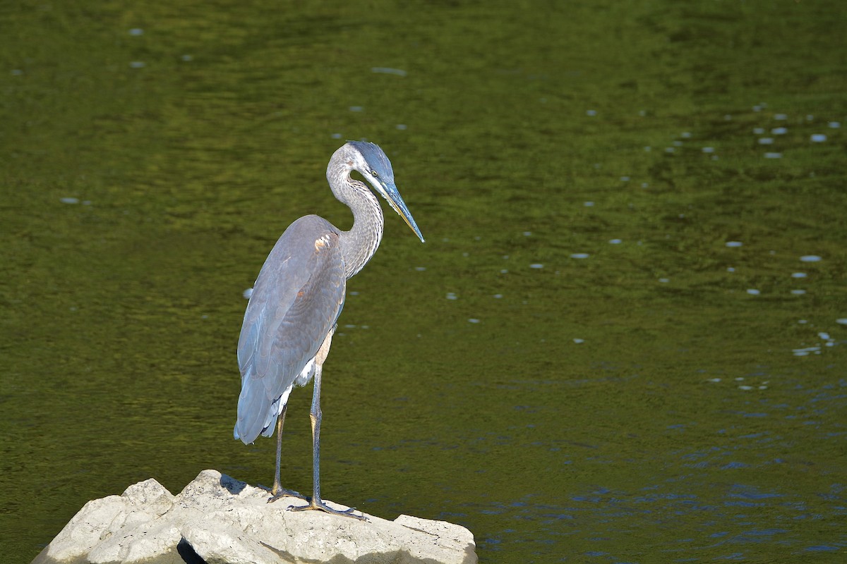 Great Blue Heron - ML479078271