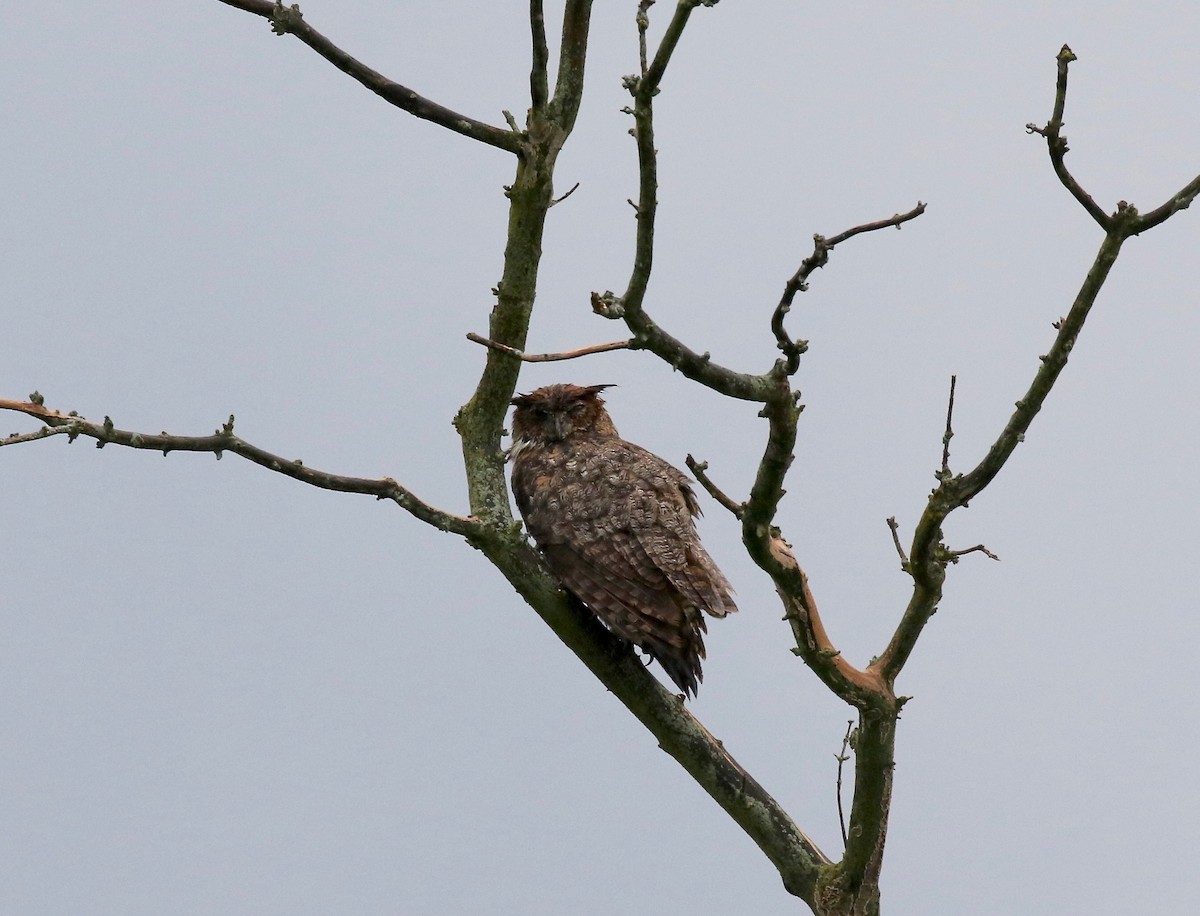 Great Horned Owl - ML479078391