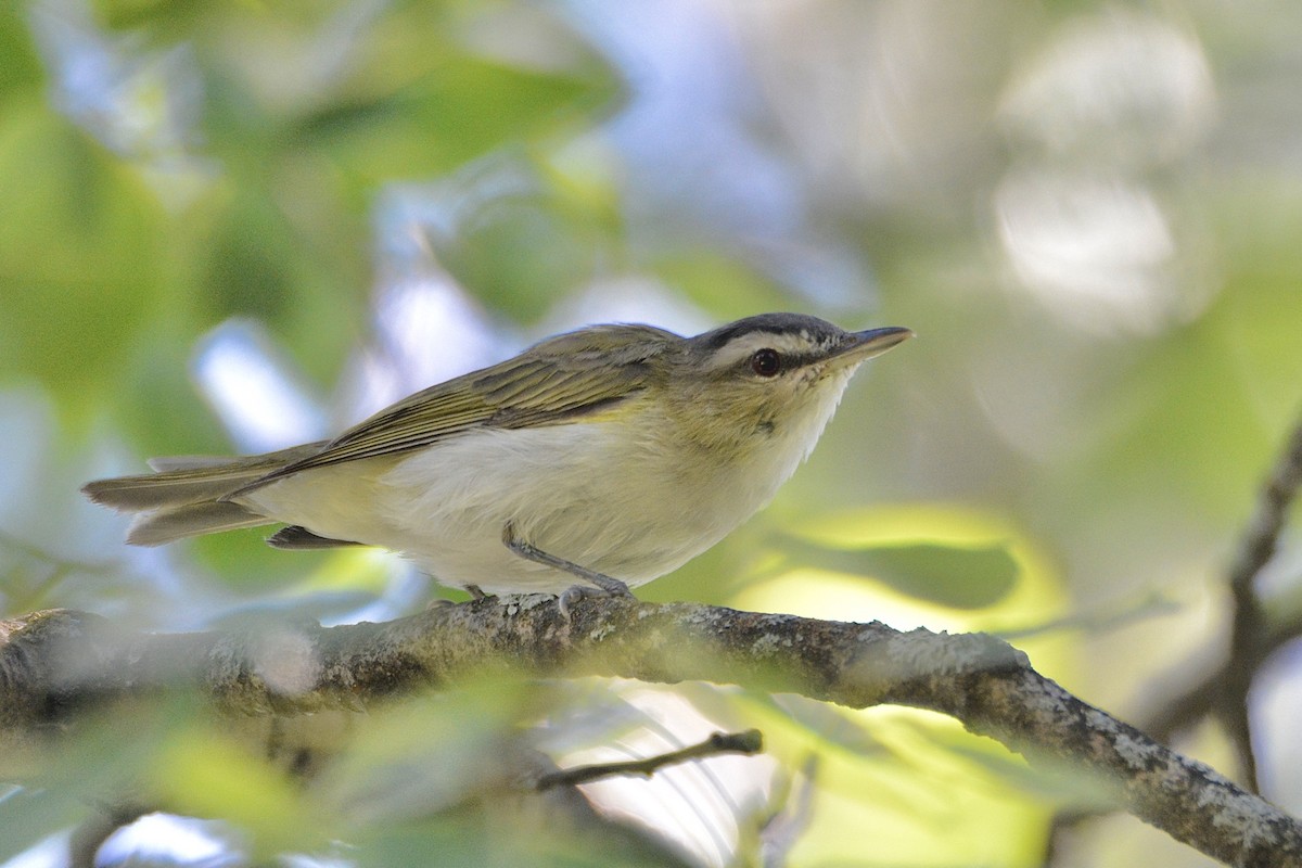 Red-eyed Vireo - ML479078401