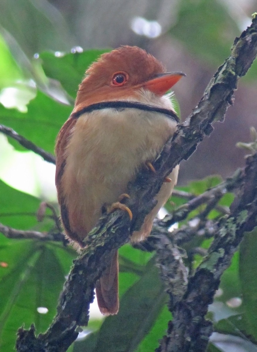 Collared Puffbird - ML479078741