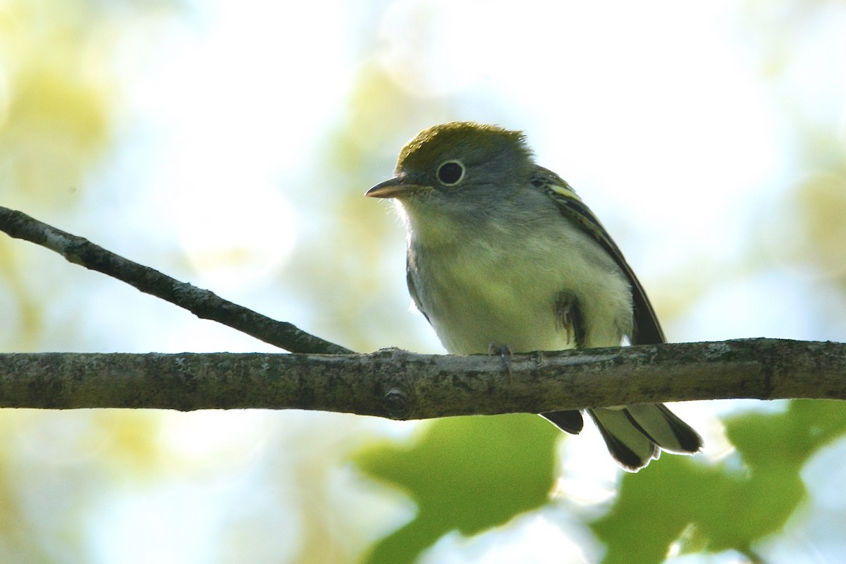 Chestnut-sided Warbler - ML479079121