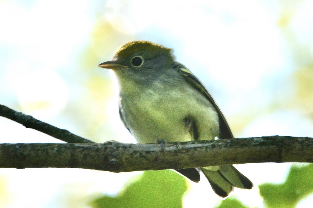 Chestnut-sided Warbler - ML479079141