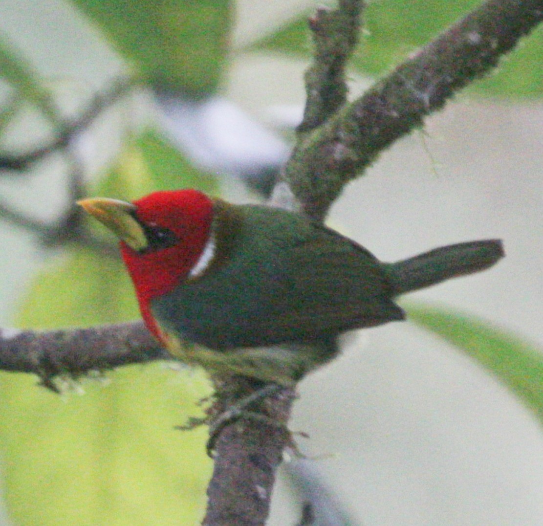 Red-headed Barbet - Marco Ruales