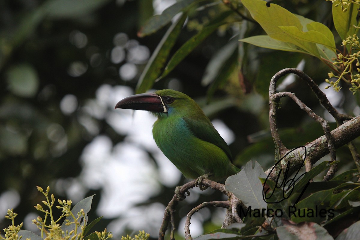 Crimson-rumped Toucanet - Marco Ruales