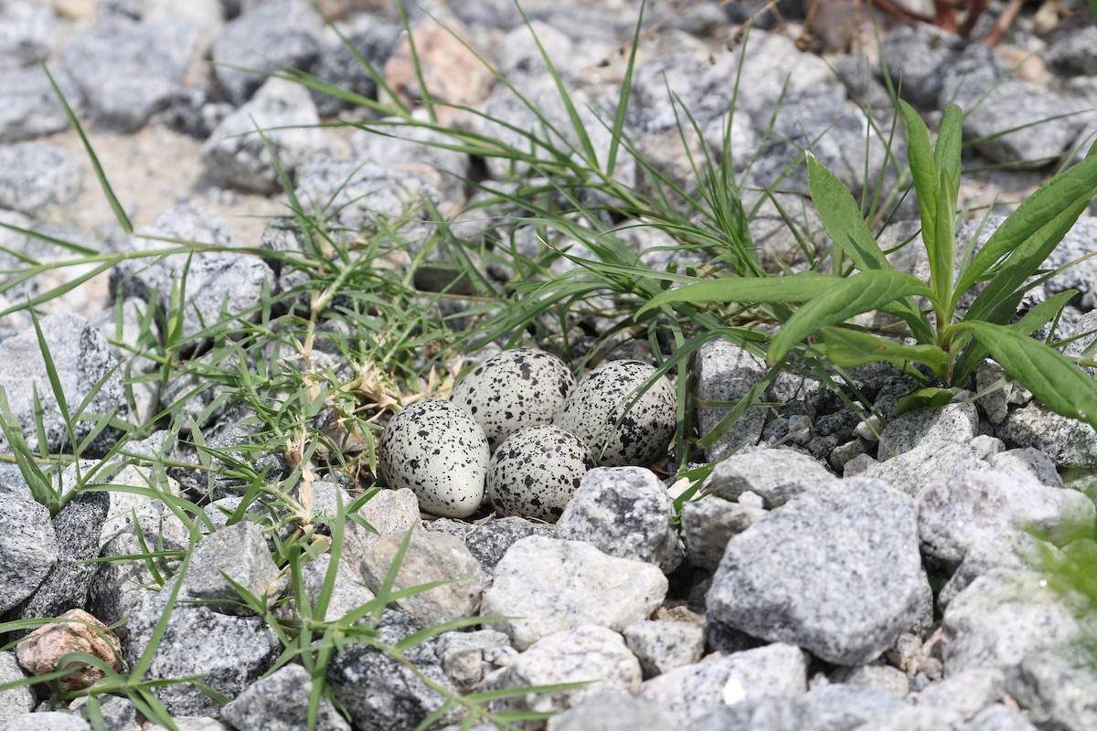 Killdeer - ML479081521