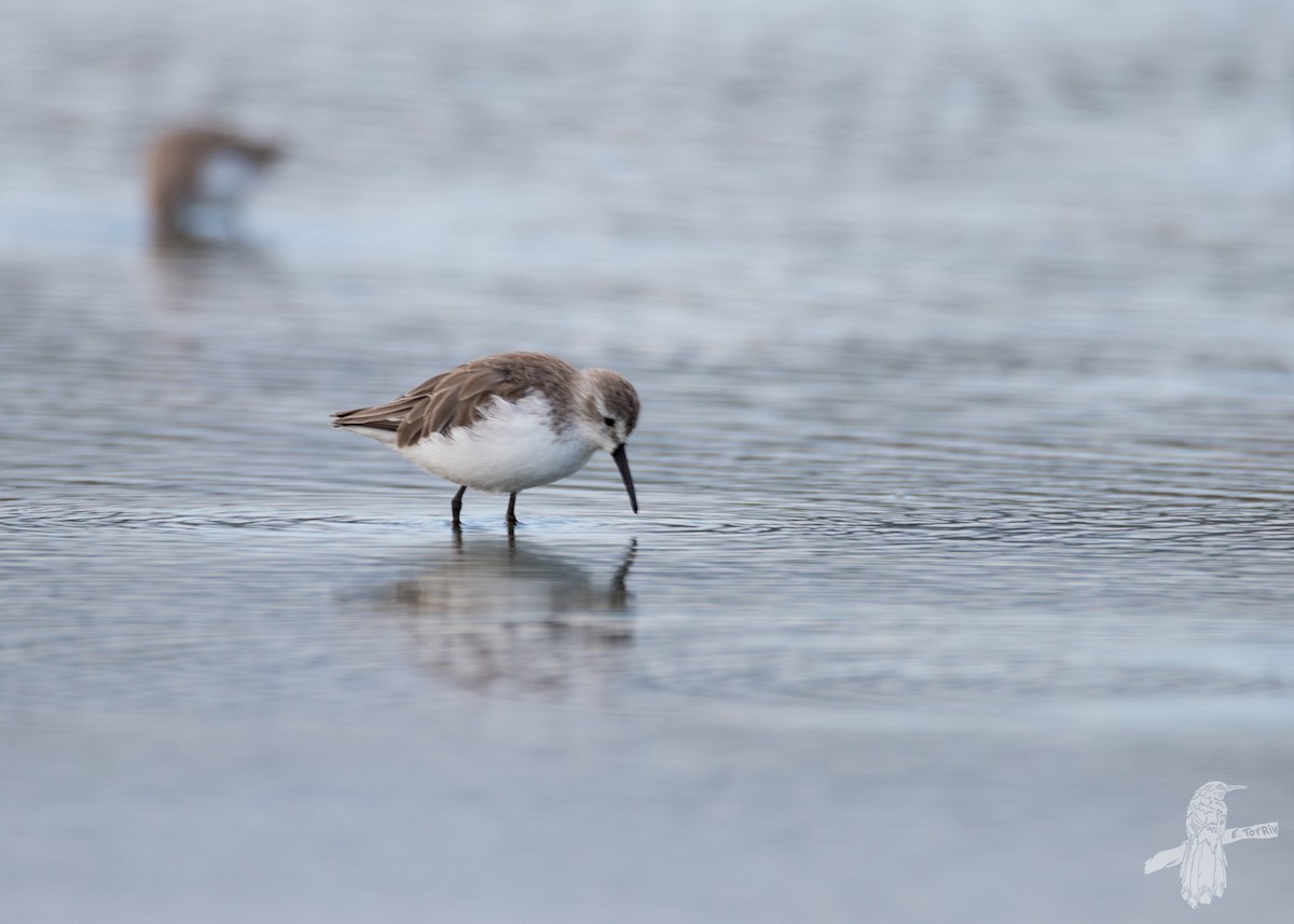 beringsnipe - ML479083681