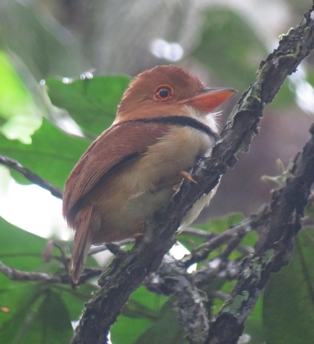 Collared Puffbird - ML479084171