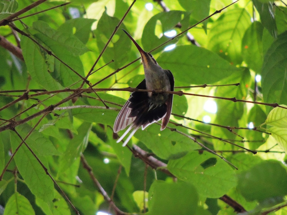 kolibřík šedobřichý - ML479085491