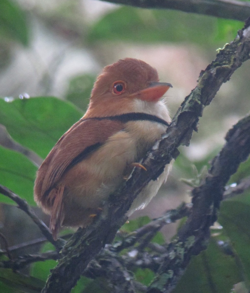 Collared Puffbird - ML479085651