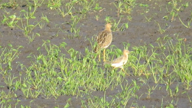 Buff-breasted Sandpiper - ML479085691