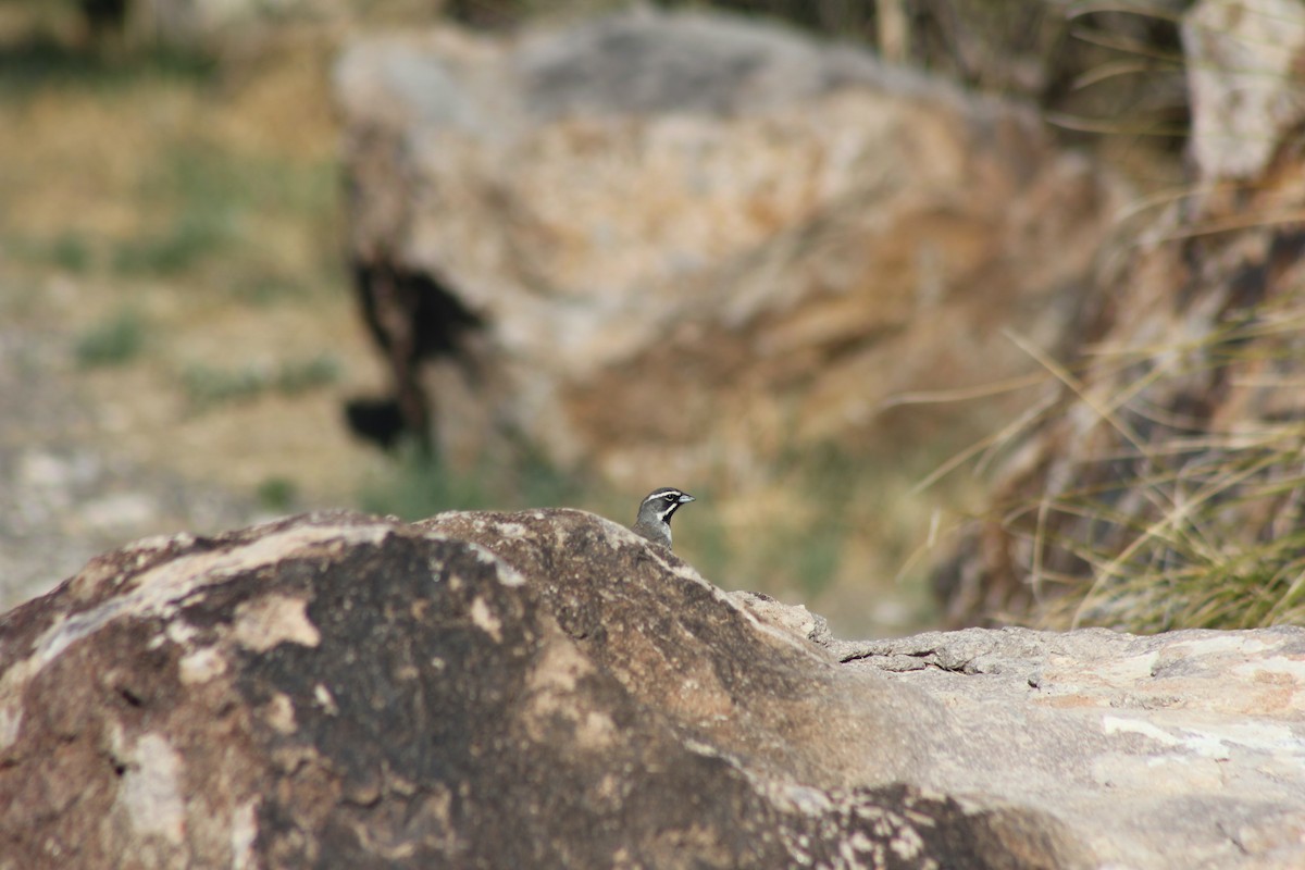 Black-throated Sparrow - ML479085711