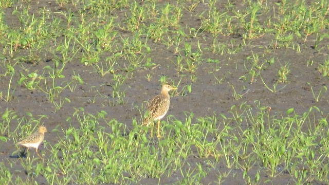 Upland Sandpiper - ML479085991