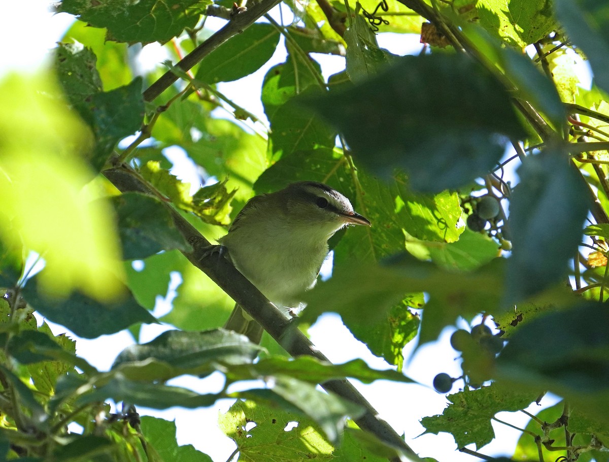 Red-eyed Vireo - ML479086261