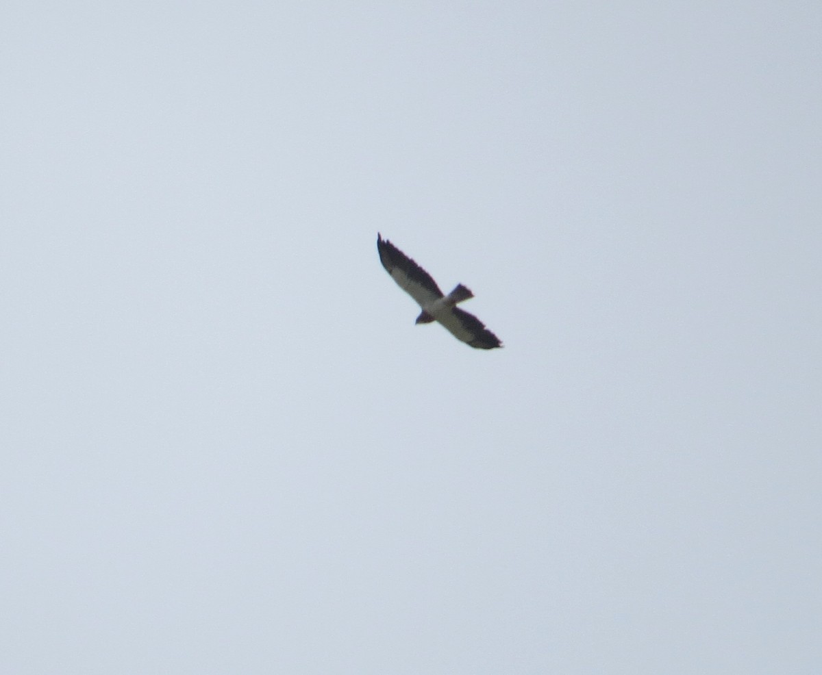 Swainson's Hawk - ML479086411