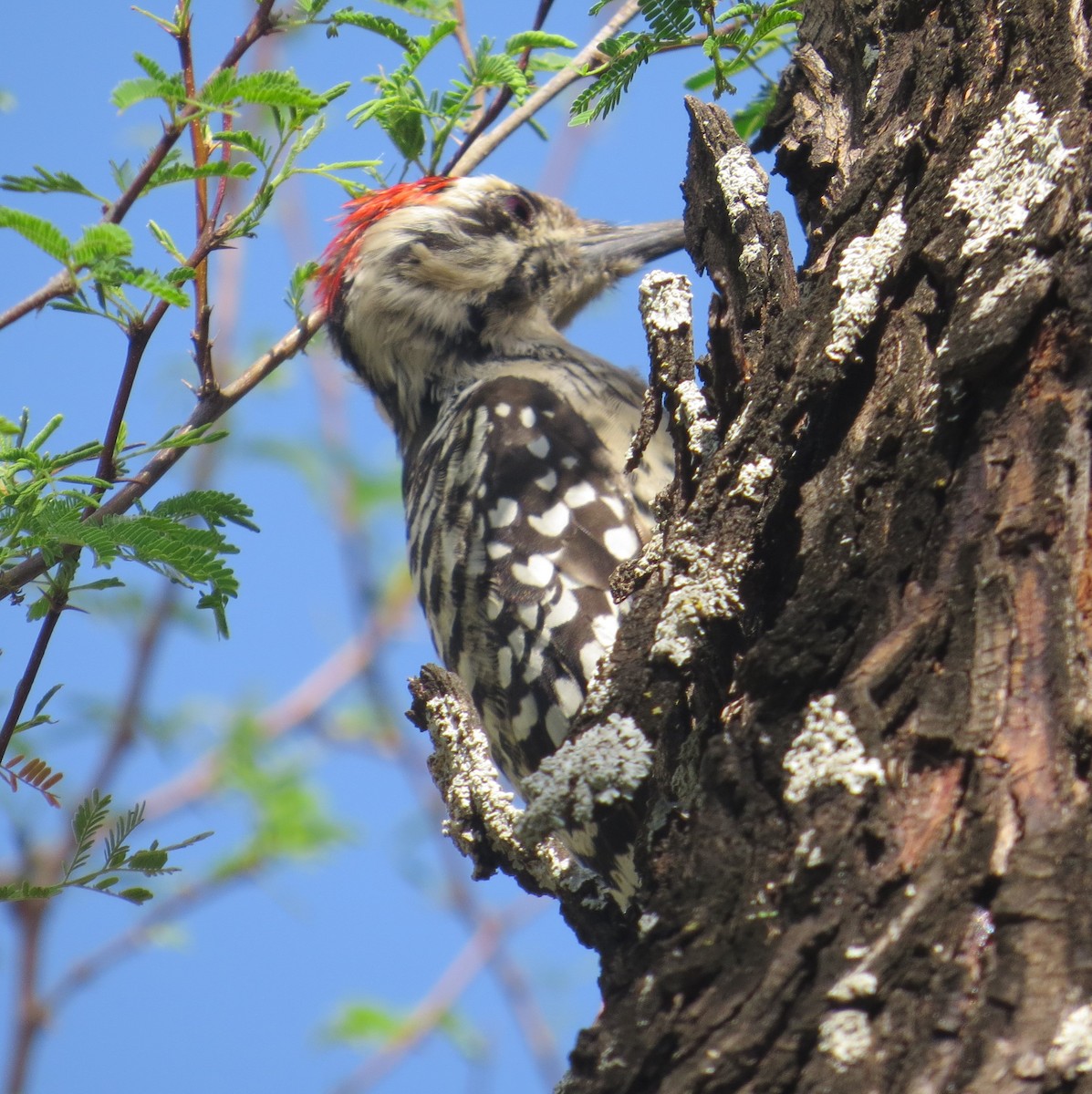 Ladder-backed Woodpecker - ML479086611