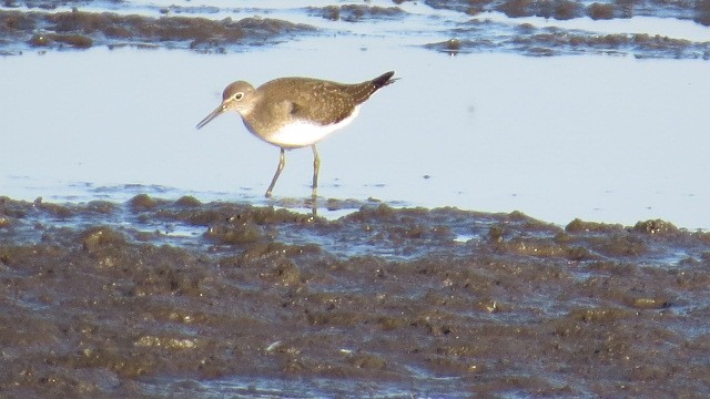 Solitary Sandpiper - ML479087131