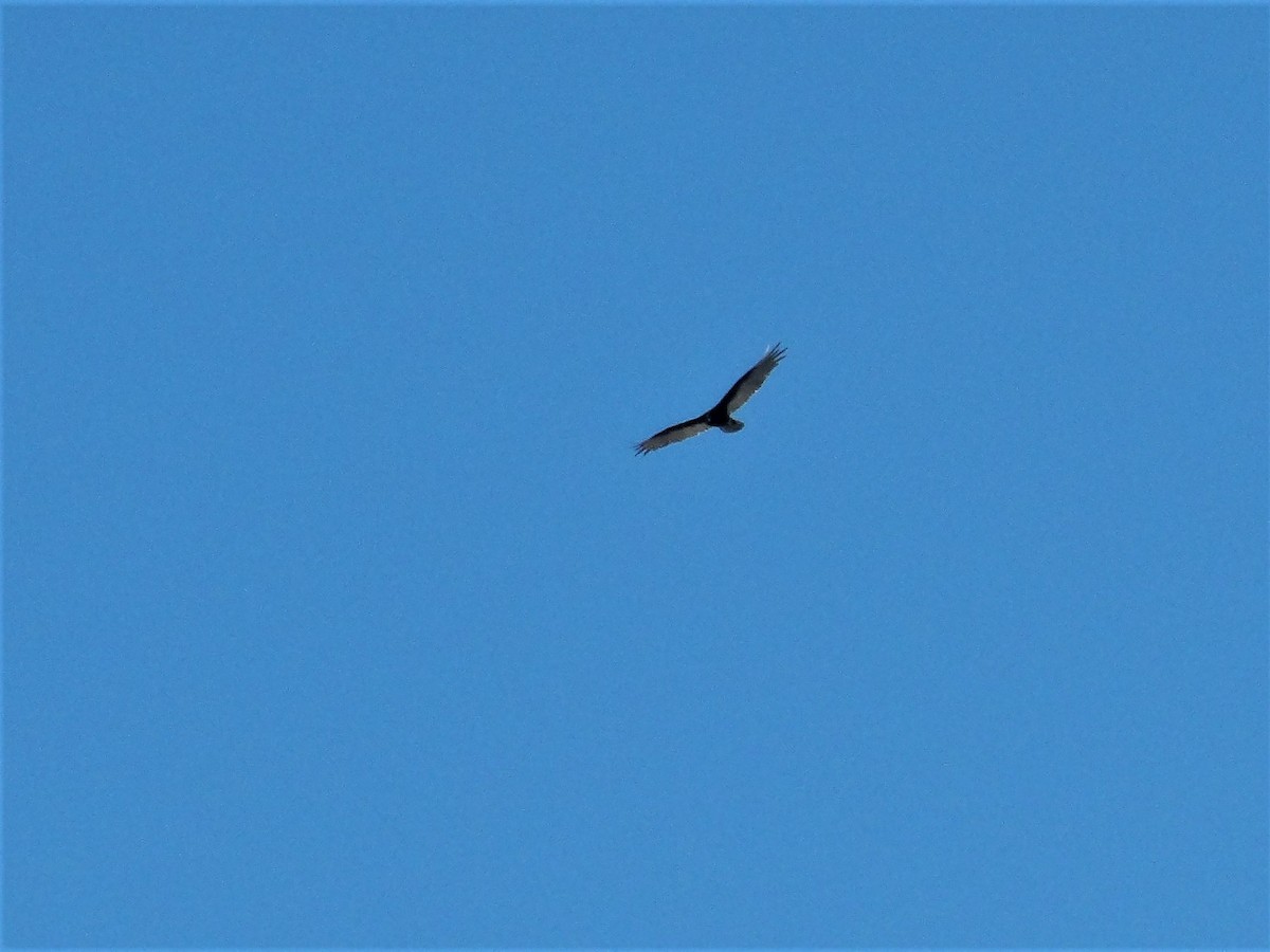 Turkey Vulture - ML479087461