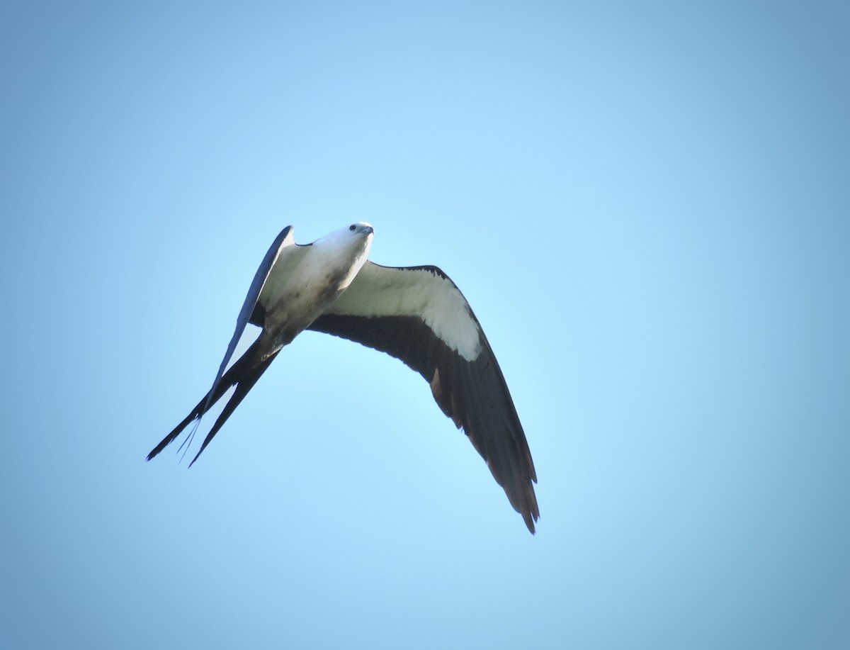 Swallow-tailed Kite - ML479087471
