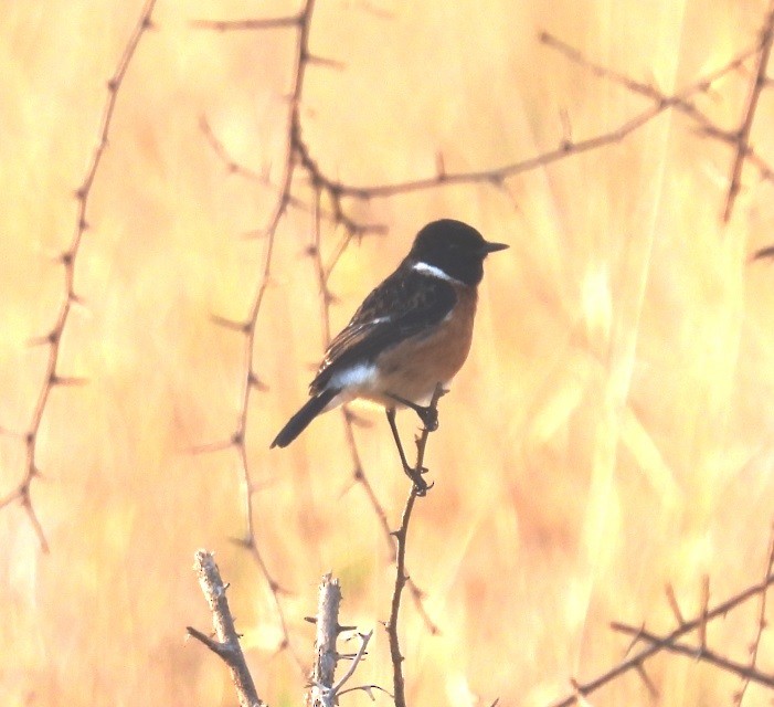 Afrikaschwarzkehlchen [torquatus-Gruppe] - ML479088041