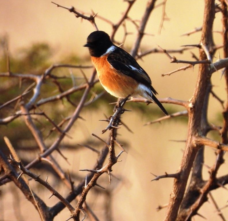 afrikasvartstrupe (torquatus gr.) - ML479088051