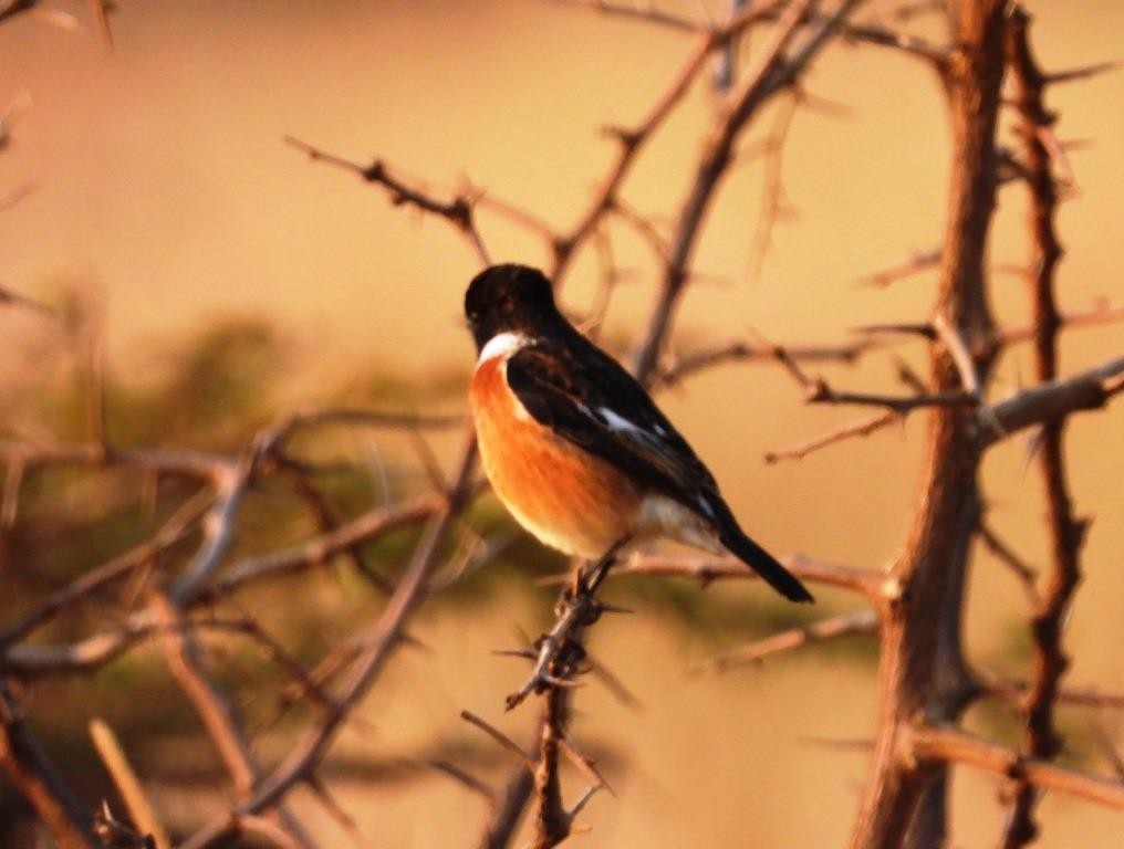 Tarabilla Africana (grupo torquatus) - ML479088061