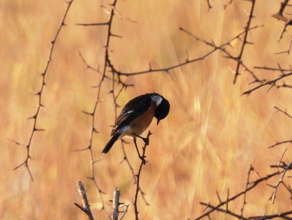 Afrikaschwarzkehlchen [torquatus-Gruppe] - ML479088071