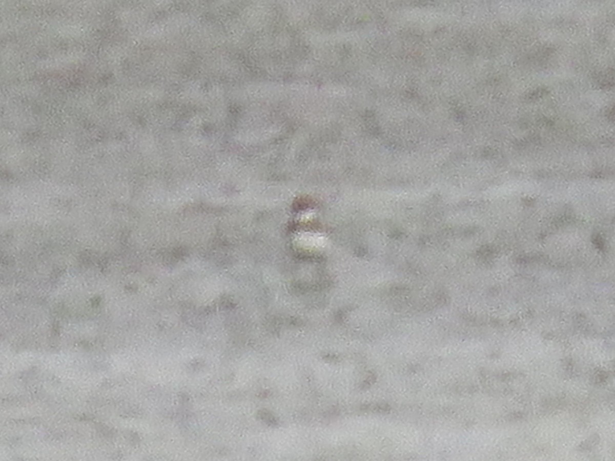 Semipalmated Plover - ML479088341