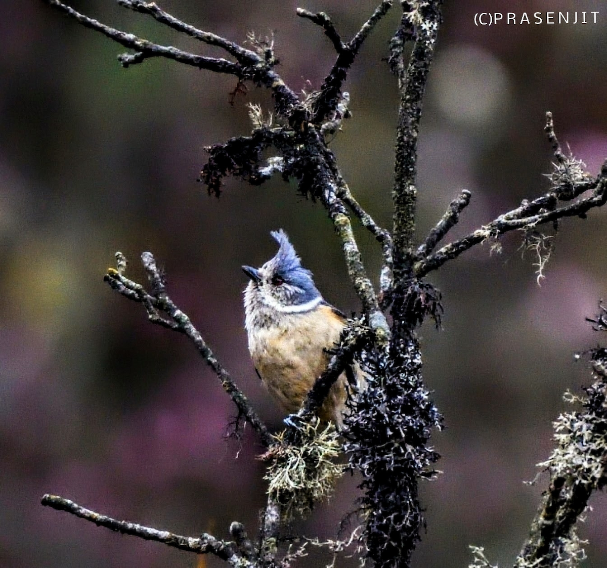 Gray-crested Tit - ML479088401