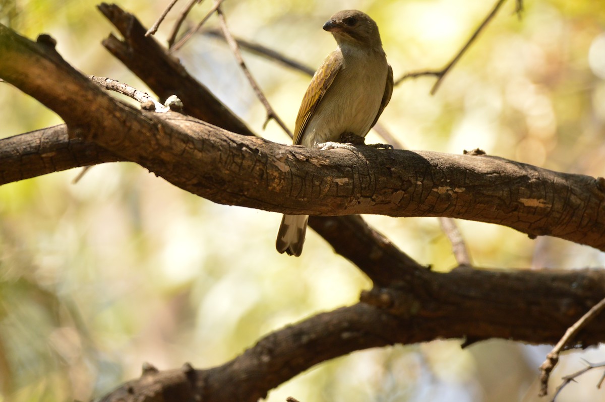 Lesser Honeyguide (Lesser) - ML479089491