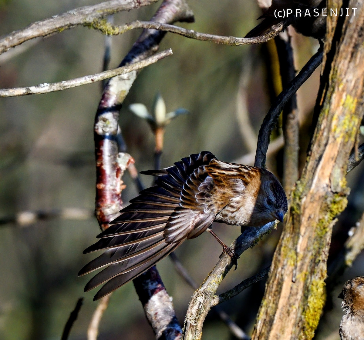 Plain Mountain Finch - ML479089841