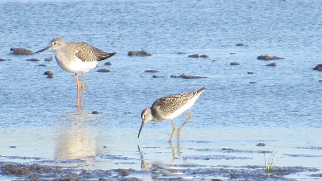 Stilt Sandpiper - ML479089901