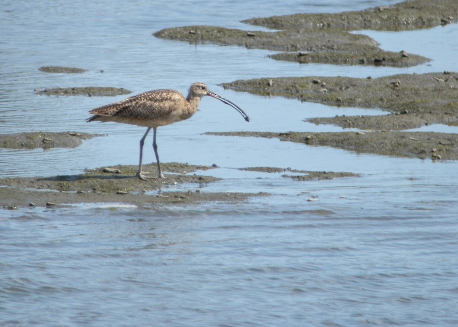 Long-billed Curlew - ML479090031