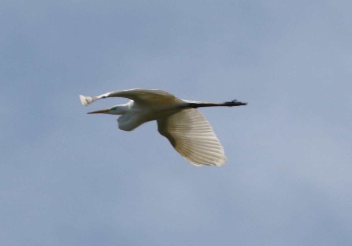 Great Egret - ML479090301
